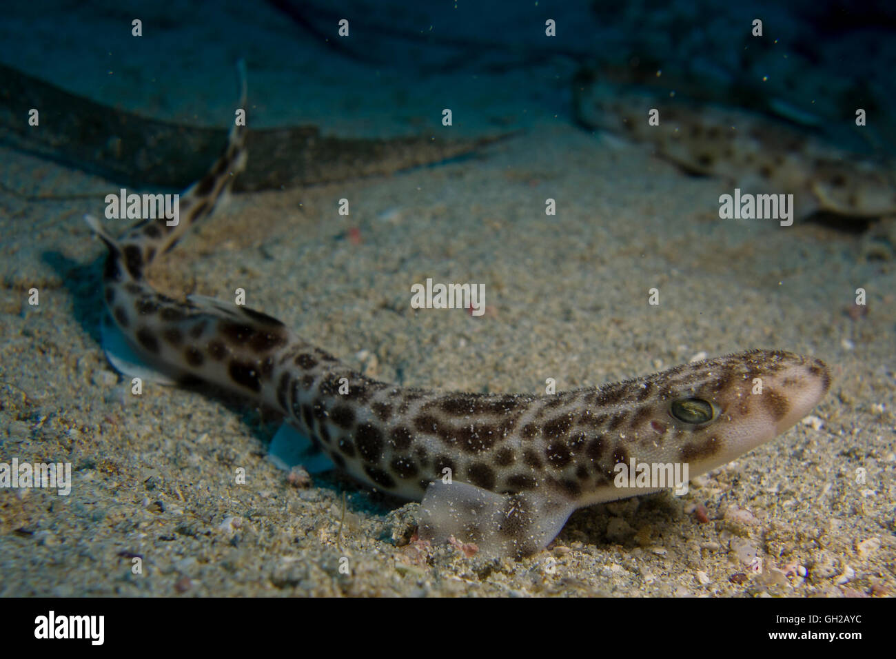 Kleinere entdeckt Seekatze Scyliorhinus Canicula, vom Mittelmeer entfernt. Dieses Bild wurde in Malta aufgenommen. Stockfoto