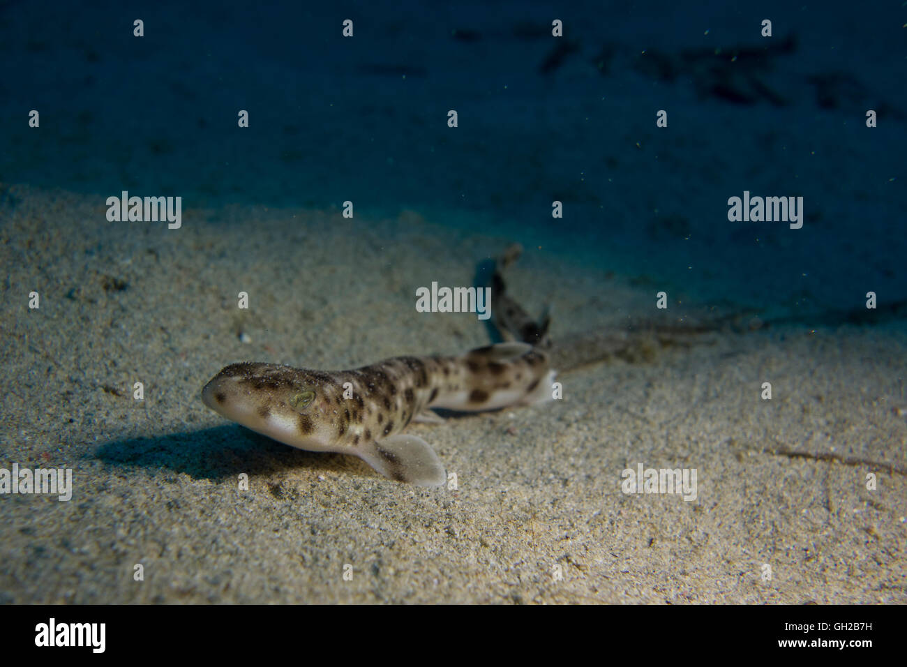 Kleinere entdeckt Seekatze Scyliorhinus Canicula, vom Mittelmeer entfernt. Dieses Bild wurde in Malta aufgenommen. Stockfoto