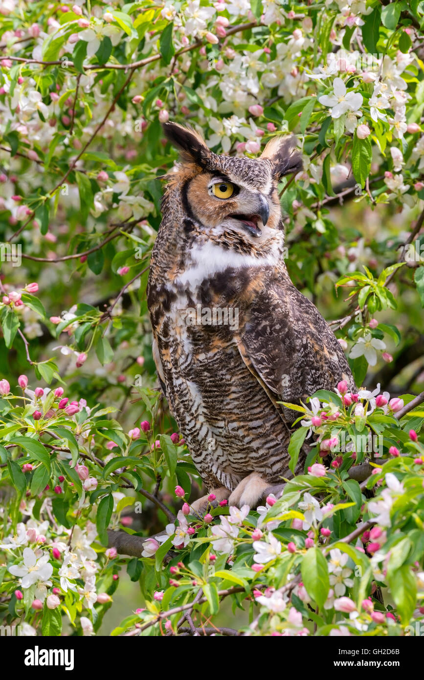 Große gehörnte Eule ( Bubo virginianus ) sitzt in blühenden Apfelbaum (Malus domestica), Nordamerika, von Skip Moody/Dembinsky Photo Assoc Stockfoto