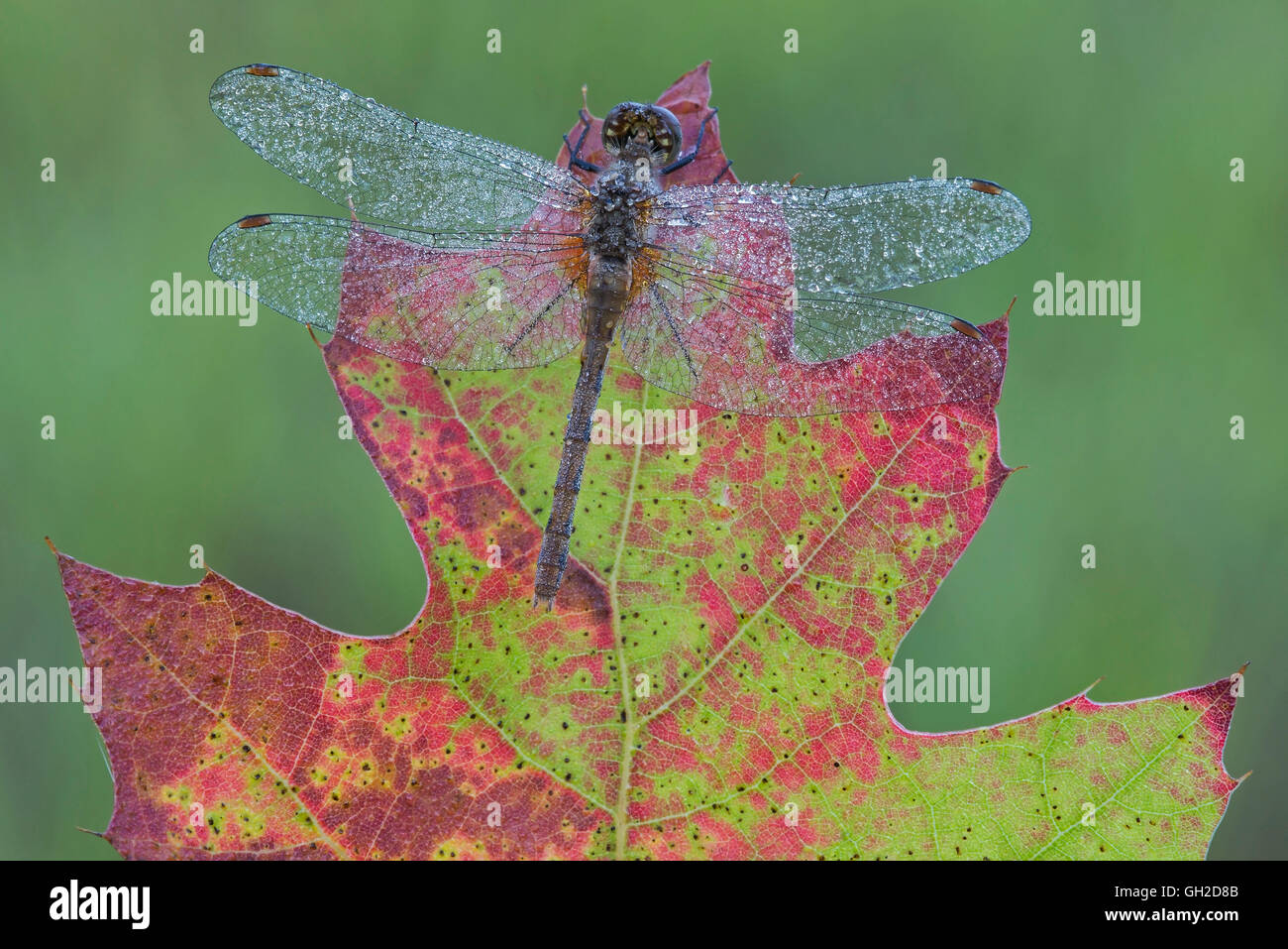 Dewy Meadowhawk Skimmer (Sympetrum-Arten) auf Eichenblatt (Quercus), Eastern USA, von Skip Moody/Dembinsky Photo Assoc Stockfoto