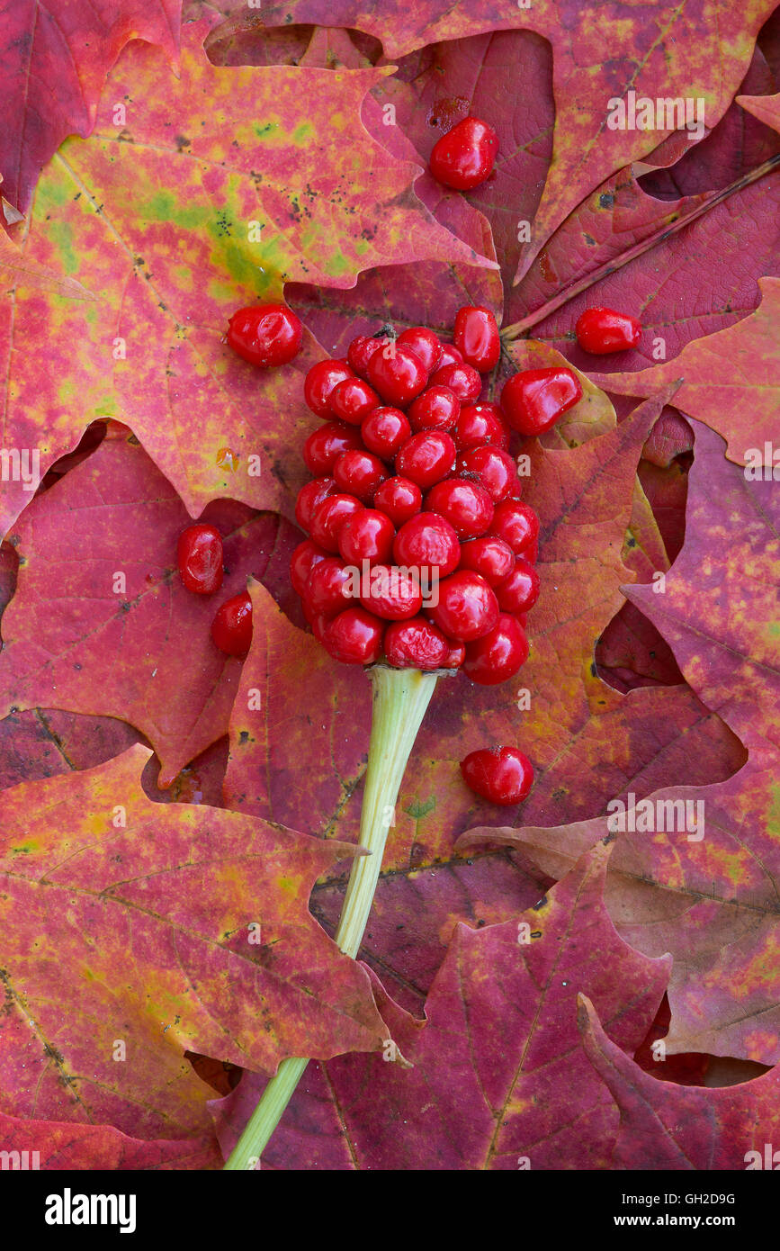 Jack-in-the-Pulpit reife Beeren auf Waldboden, Arisaema triphyllum, Autumn E USA, von Skip Moody/Dembinsky Photo Assoc Stockfoto