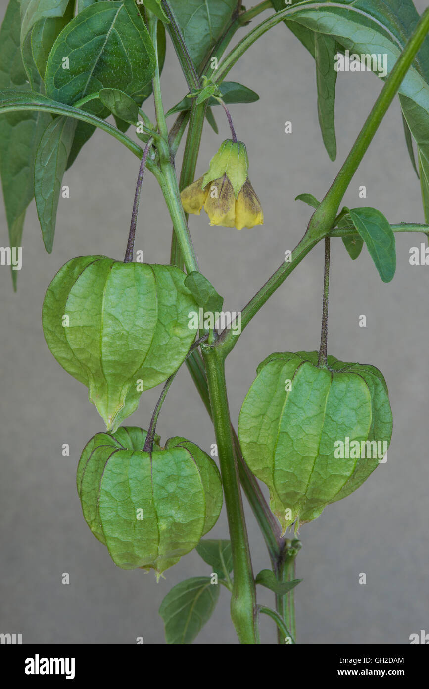 Virginia Boden Kirsche Blumen und entwickelnden Samen Hülsen (Physalis Virginiana) im Osten der USA Stockfoto