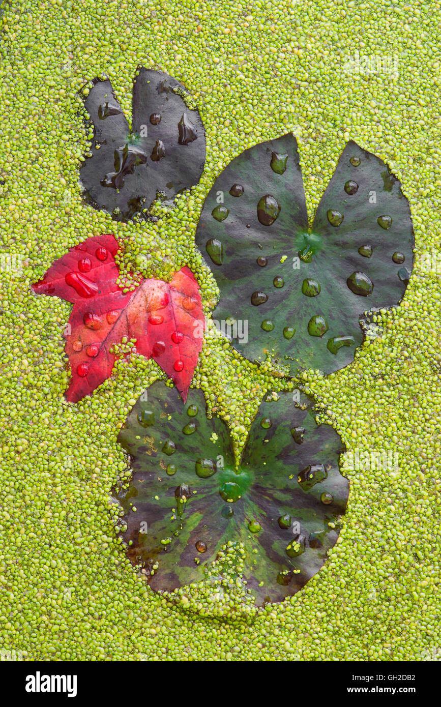 Regentropfen auf Wasser Seerosen (Nymphaea Odorata) Red Maple Leaf (Acer Rubrum) und Wasserlinsen (Lemna Sps) E USA Stockfoto