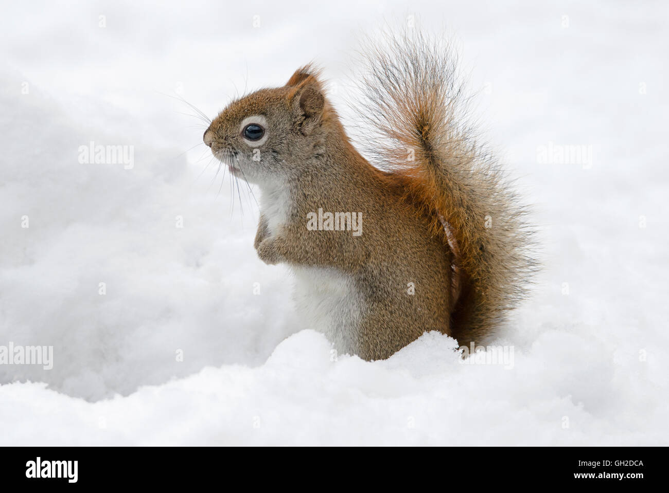 Red Squirrel (Tamiasciurus oder Sciurus hudsonicus) auf der Suche nach Nahrung im Neuschnee, Ost-USA, von Skip Moody/Dembinsky Photo Assoc Stockfoto