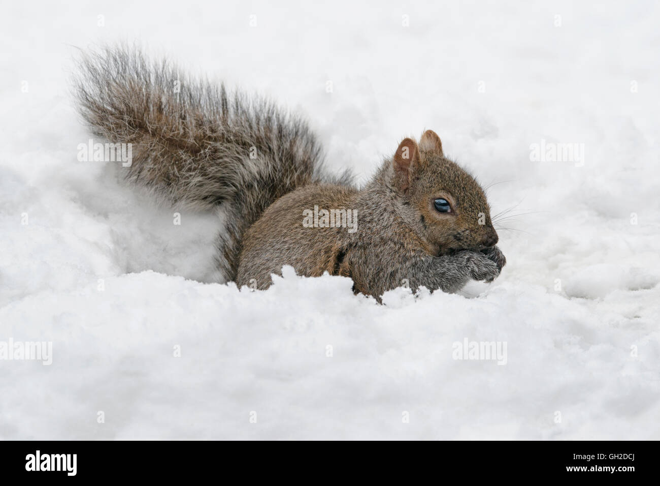 Östliche graue Eichhörnchen (Sciurus Carolinensis) Essen gespeichert Nüssen, nach Schneesturm, Michigan USA Stockfoto