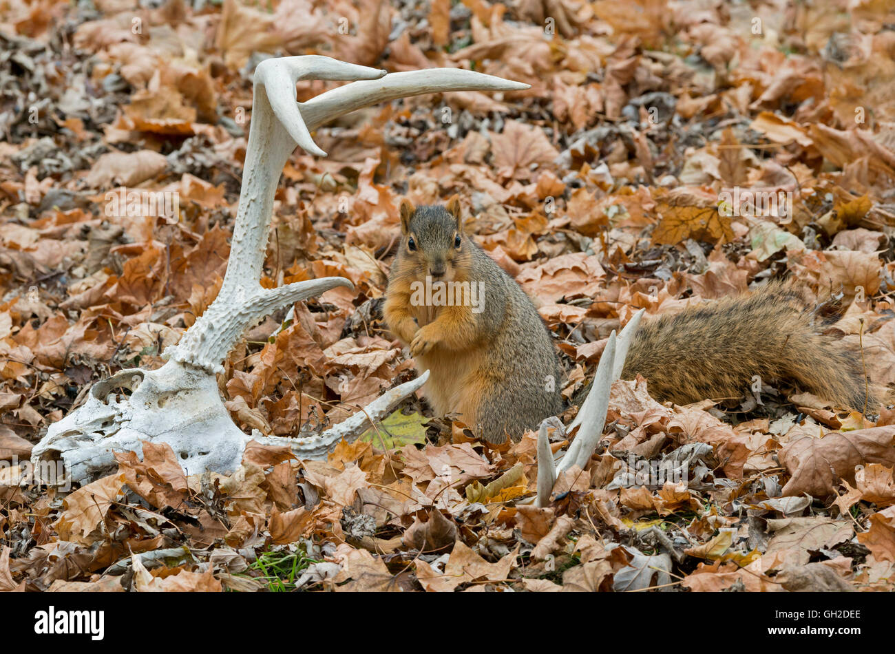 Östlichen Fuchs, Eichhörnchen (Sciurus Niger) auf Waldboden, und weiß - angebundene Rotwild Geweih und Schädel, Herbst, E Nordamerika Stockfoto