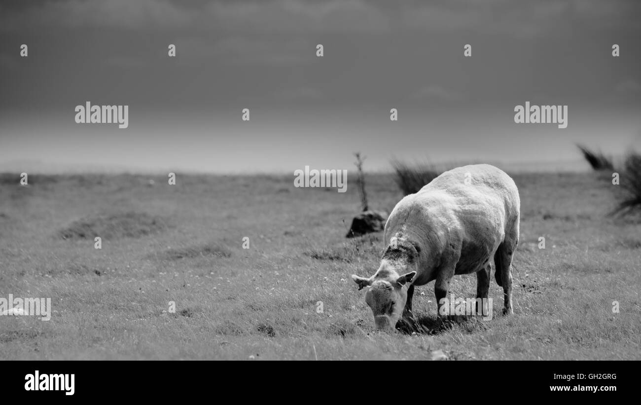 einsame Schafe in einem Feld in Wales Stockfoto