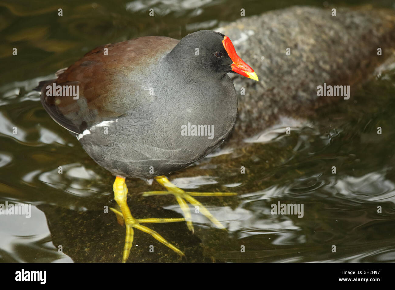 Ein Teichhühner überflutet teilweise. Stockfoto