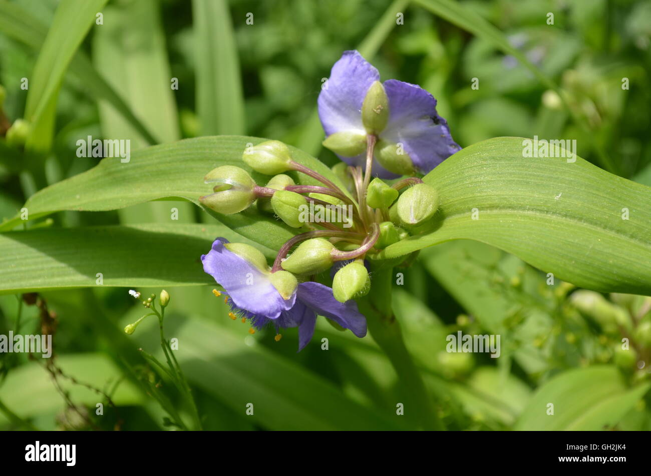 kleine, violette Blume umgeben von grünen Blättern zentriert Stockfoto