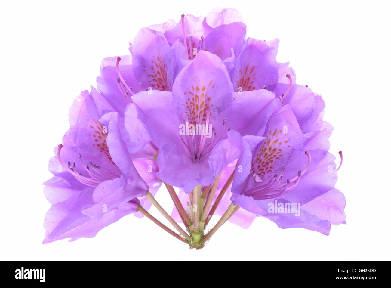 Violett Rhododendron Kopf Blume isolierten auf weißen Hintergrund Stockfoto