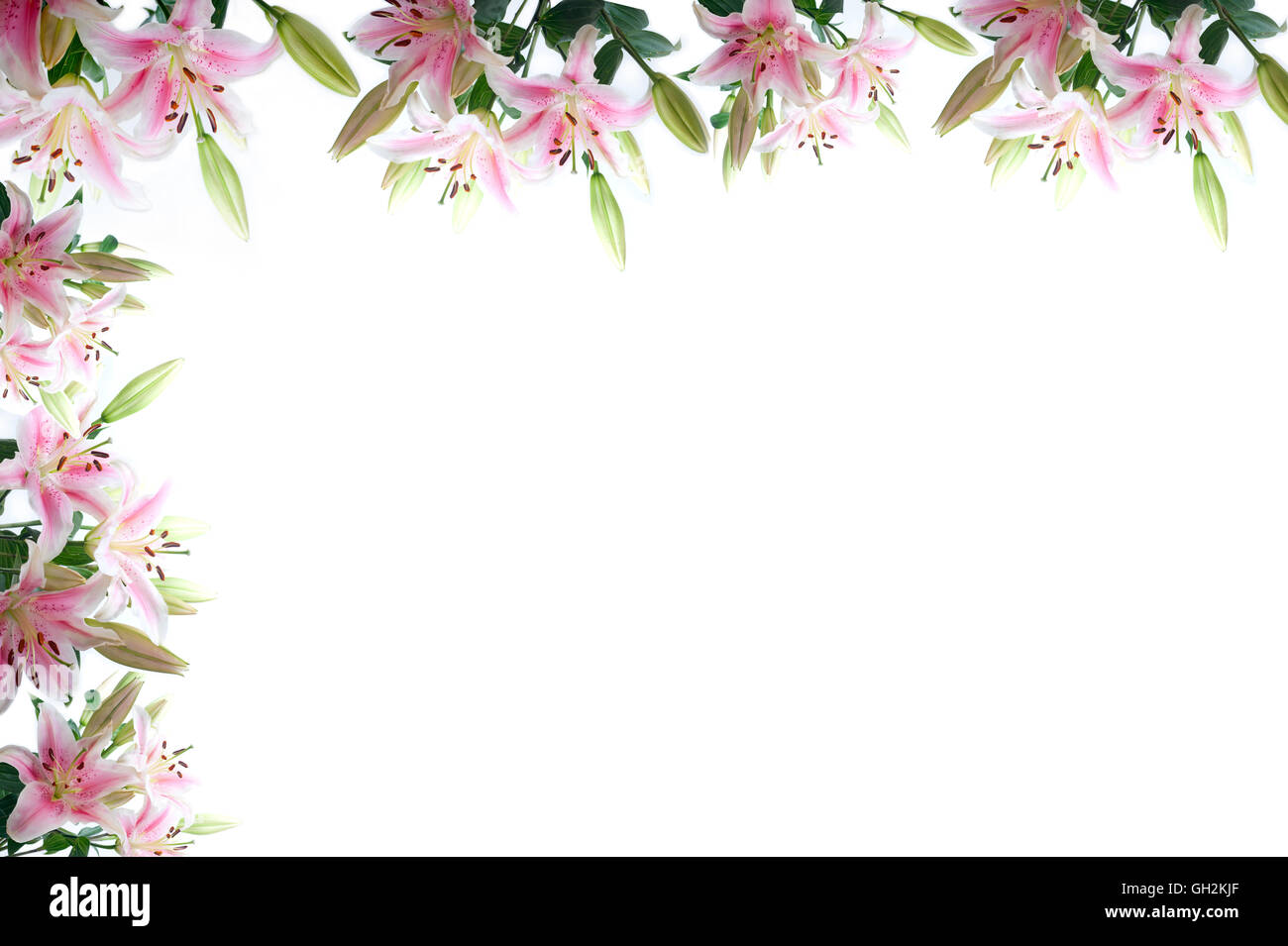 Lilie Blumen Kompositionsframes über weiße Exemplar Stockfoto
