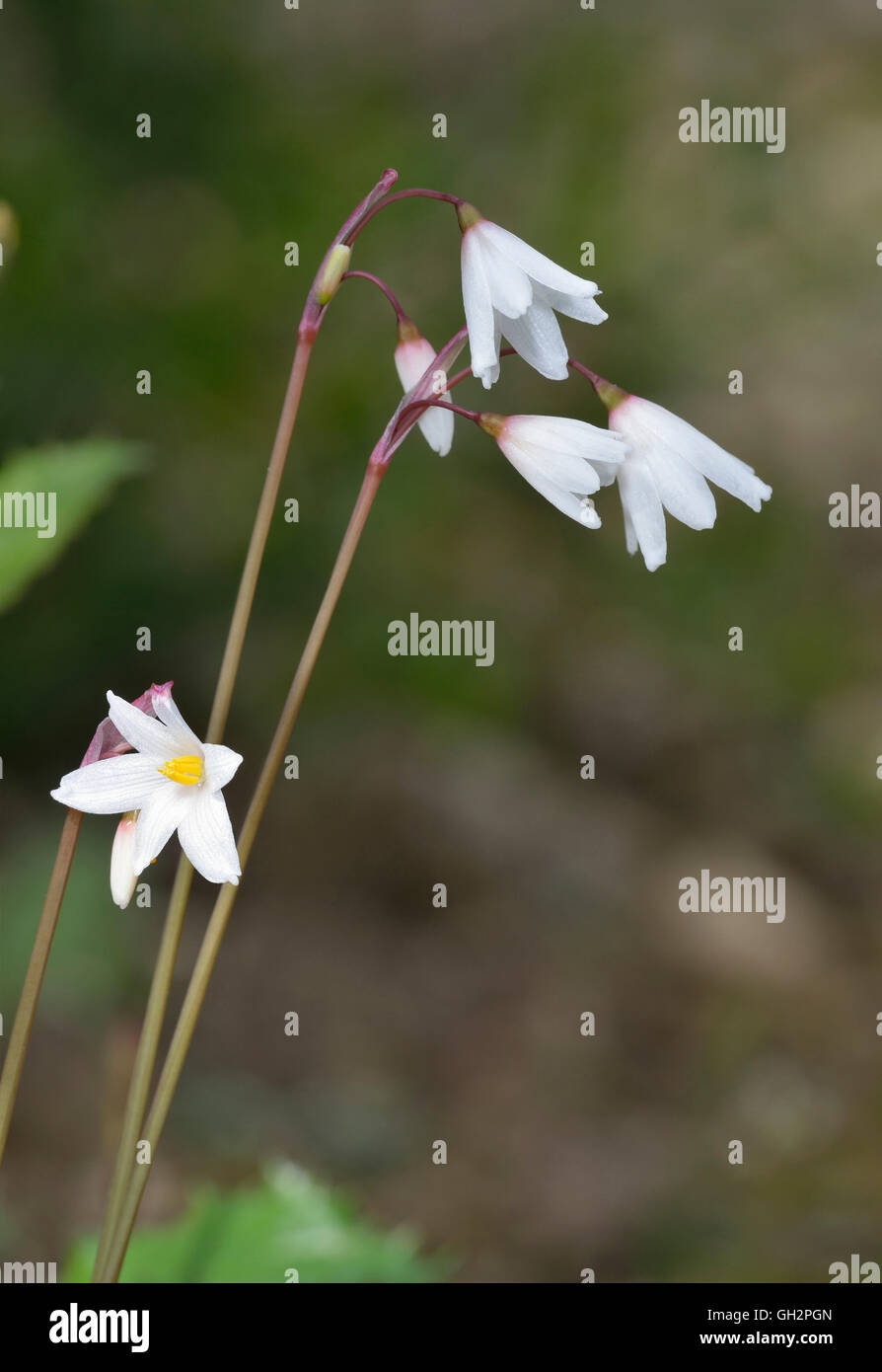 Herbst-Schneeflocke - Acis Autumnalis Birne vom westlichen Mittelmeer Stockfoto