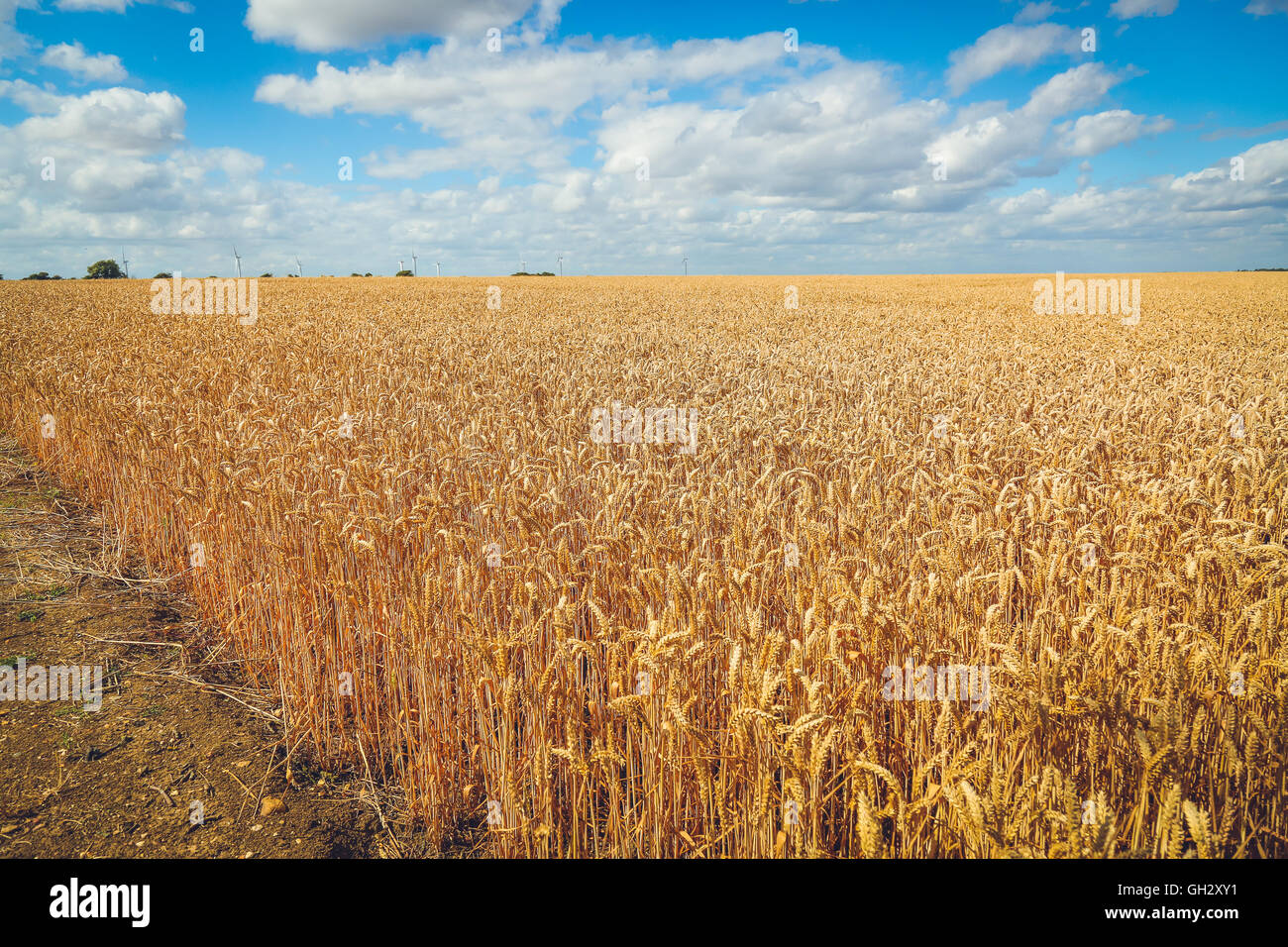 Ein Weizen oder Kornfeld Reifung im Sommersonne in der Nähe von Erntezeit. Blauen Himmel zeigen Schönwetter für den Landwirt Stockfoto