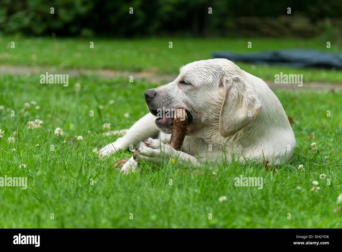 Süße niedliche Labrador Hund-Welpe liegend auf einer grünen Wiese und das Kauen auf einem Zweig-stick Stockfoto
