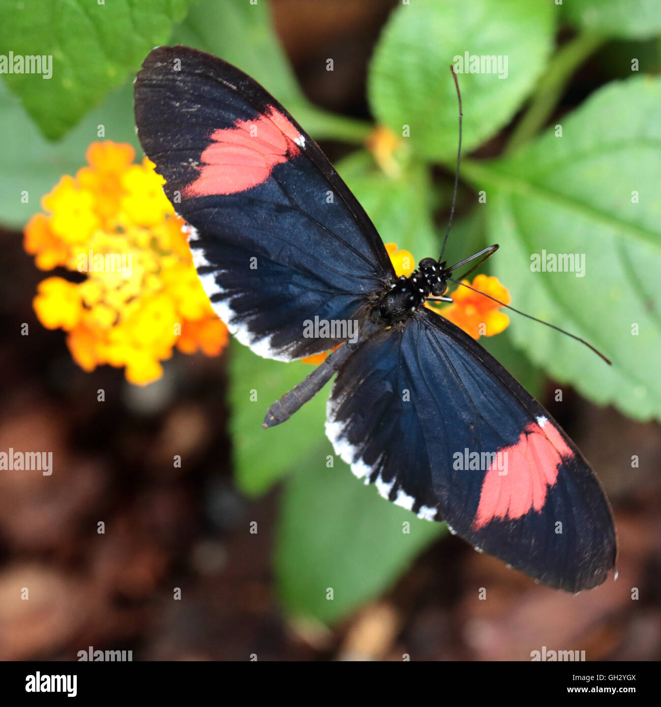 Rot-Postbote Schmetterling Fütterung (Heliconius Erato Cyrbia). Die Art ist aus Südamerika. Stockfoto