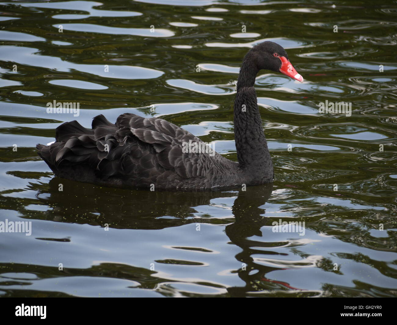 Schwarzer Schwan schwimmen in einem See, Regents Park, London. Stockfoto