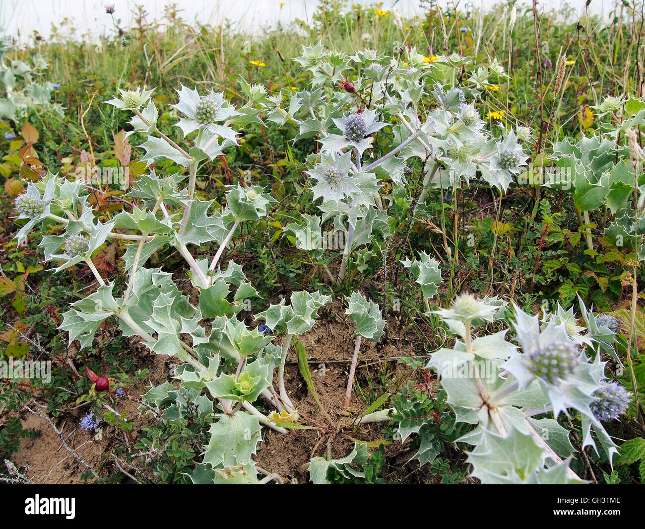 Eryngium Maritimum, gemeinhin als Meer Holly wachsen auf Sanddünen am Oxwich Bay, Gower, Wales. Stockfoto