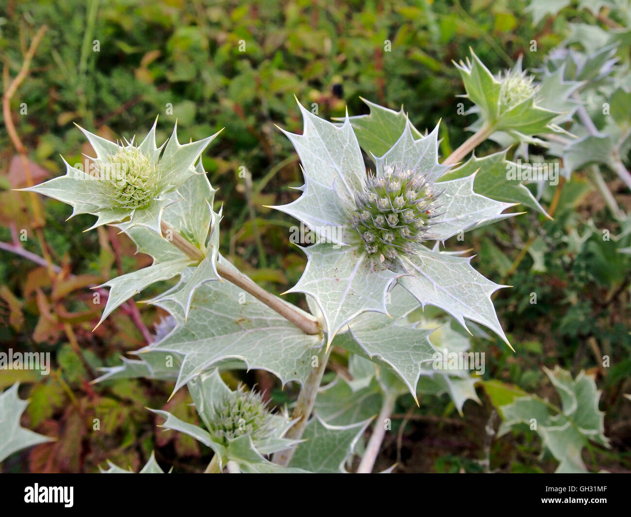 Eryngium Maritimum, gemeinhin als Meer Holly wachsen auf Sanddünen am Oxwich Bay, Gower, Wales. Stockfoto