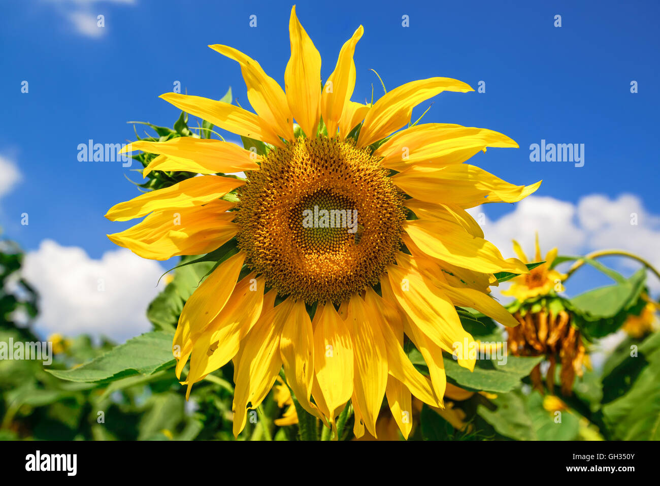 Blühende Sonnenblumenköpfe in kultivierten Ernte Feld, selektiven Fokus Stockfoto