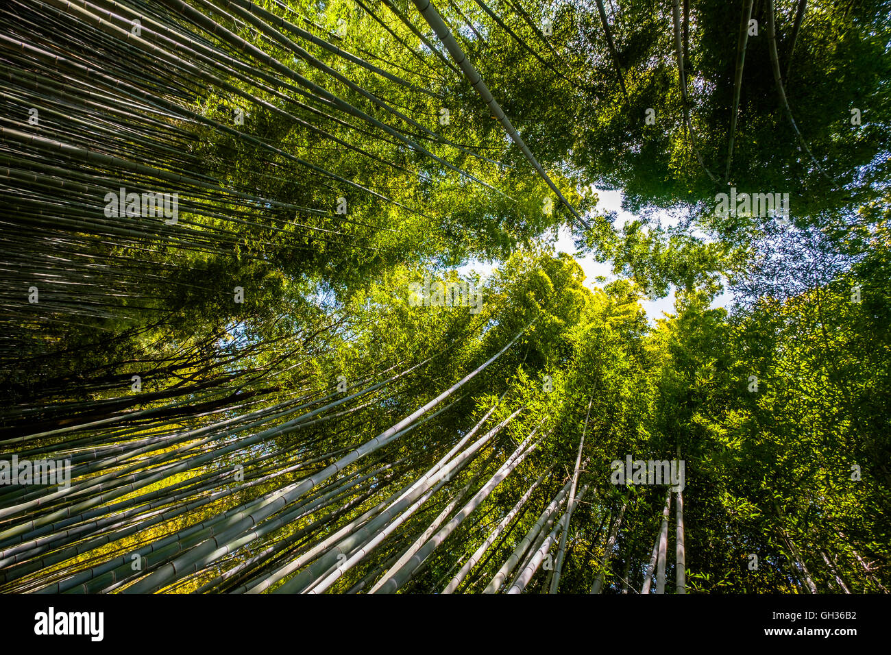 Die wunderbare Bambuswald in Arashiyama, Kyoto Stockfoto