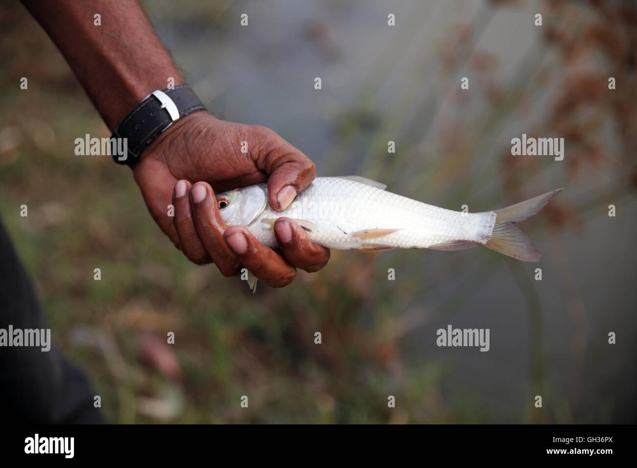 Indian fisherman presents his catch Stockfoto