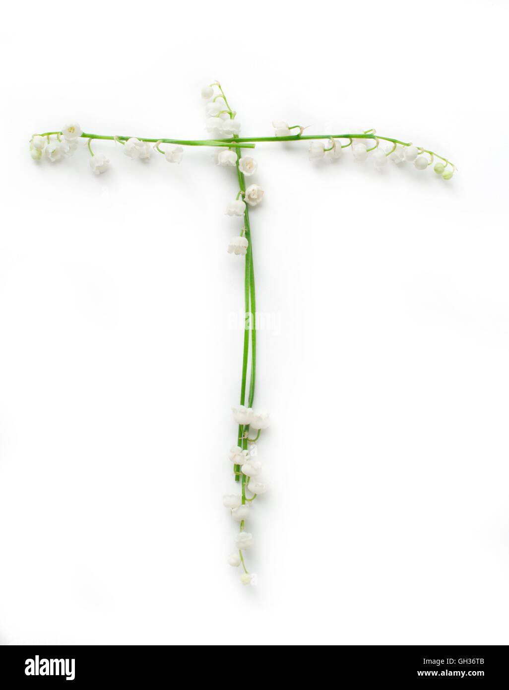 Englisches Alphabet von Blume Lilie Buchstabe T Stockfoto