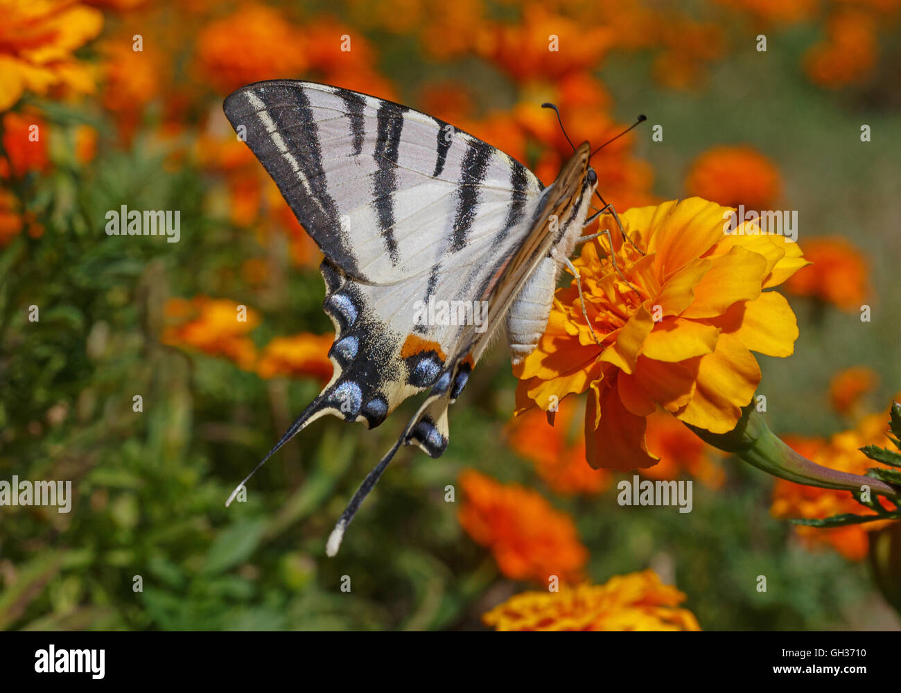 Schwalbenschwanz-Butterfky auf Ringelblumeblume Stockfoto