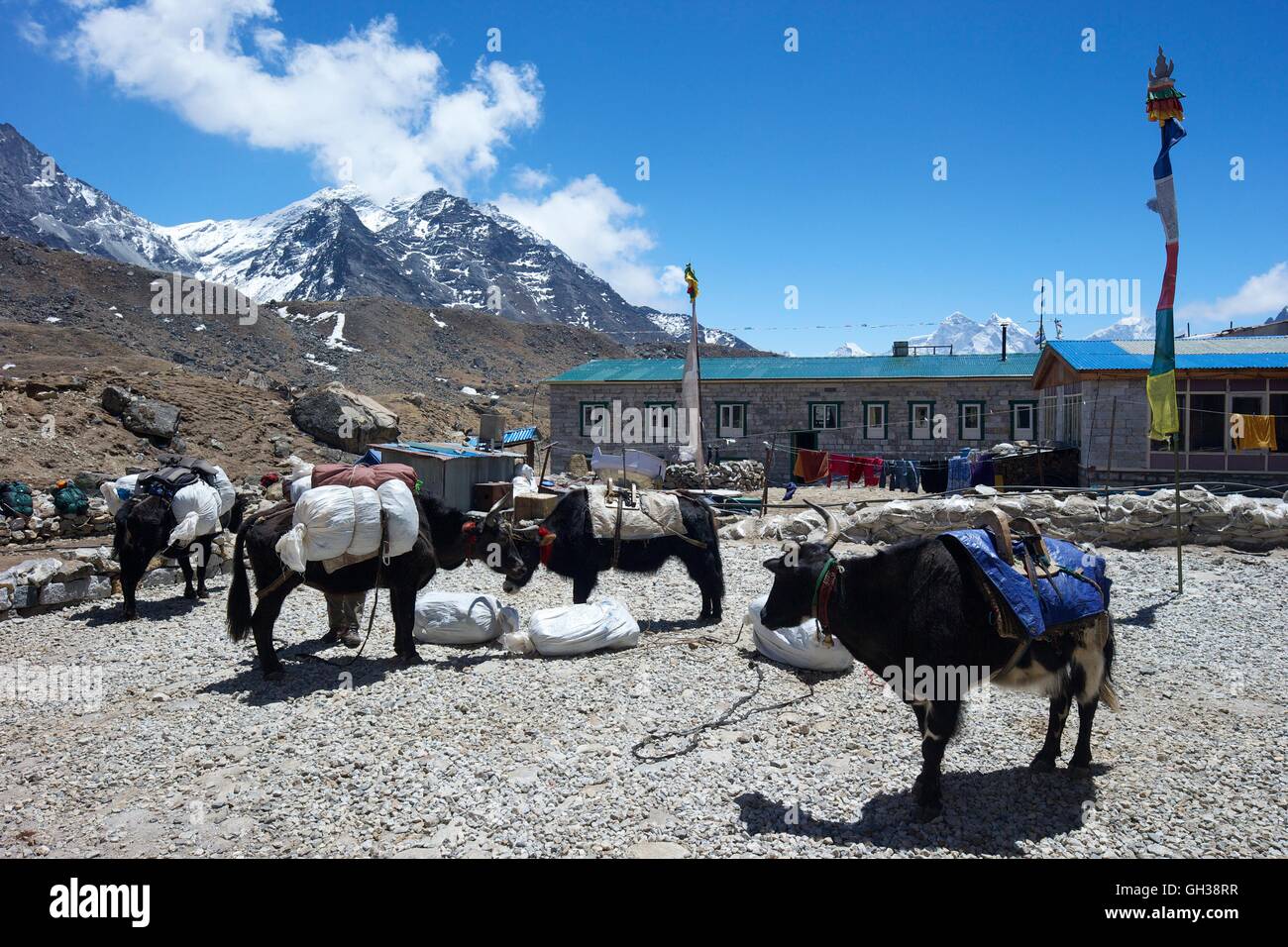 Yaks parkte am Haus der Mutter Erde, Lobuche, Khumbu-Tal, Sagarmatha Nationalpark, Solukhumbu Bezirk, Nepal, Asien Stockfoto