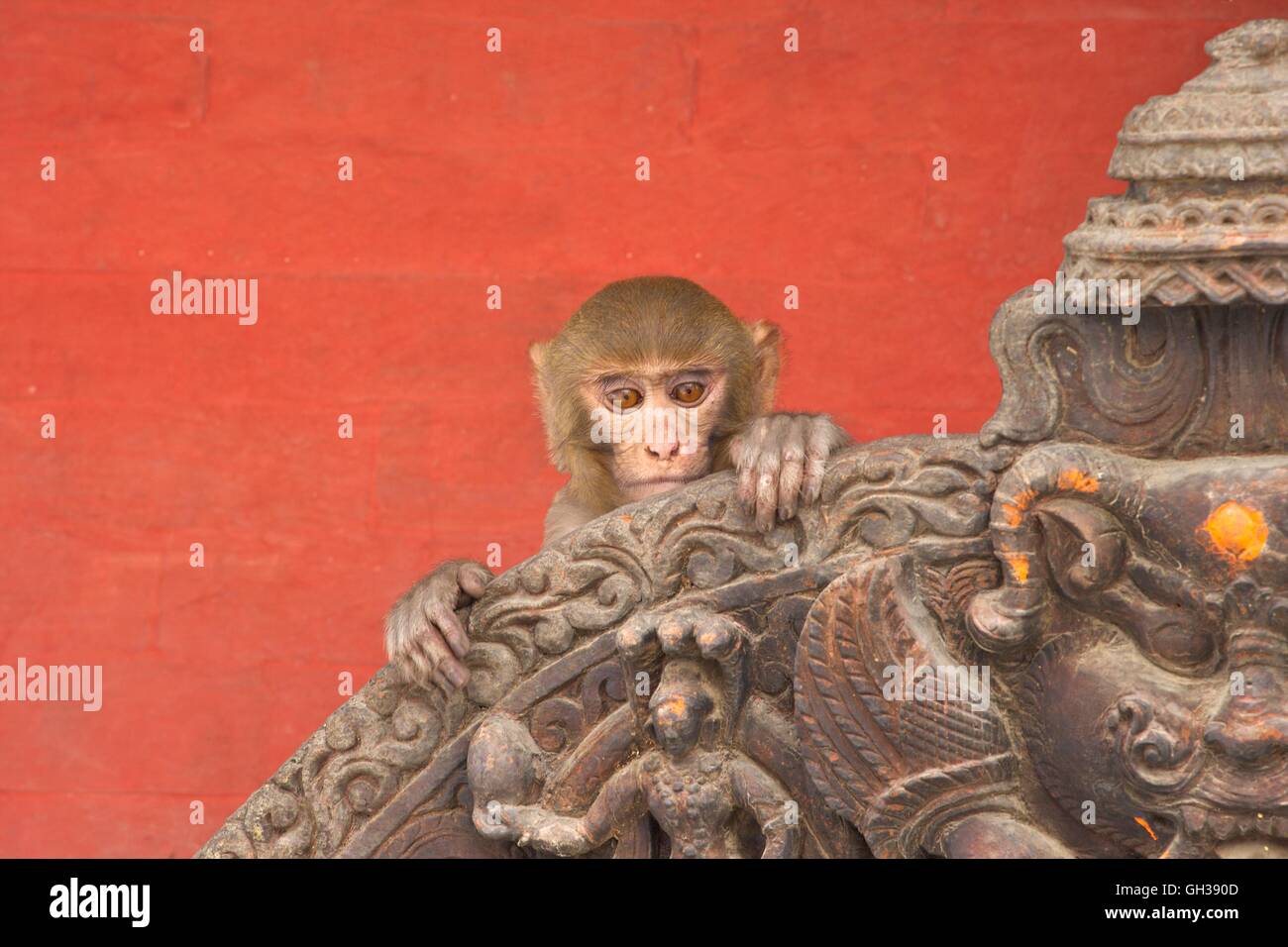 Rhesus-Macaque-Affenbaby auf altem Schrein, Swayambhunath Stupa oder Affentempel, Kathmandu, Nepal, Asien Stockfoto