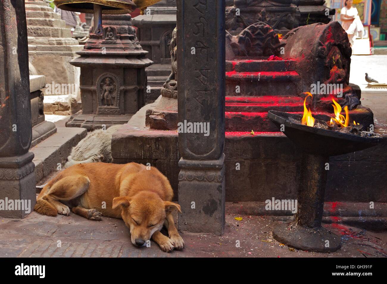 Hund schläft in der Nähe von hinduistische Heiligtum in Swayambhunath Stupa oder Monkey Tempel, Kathmandu, Nepal, Asien Stockfoto