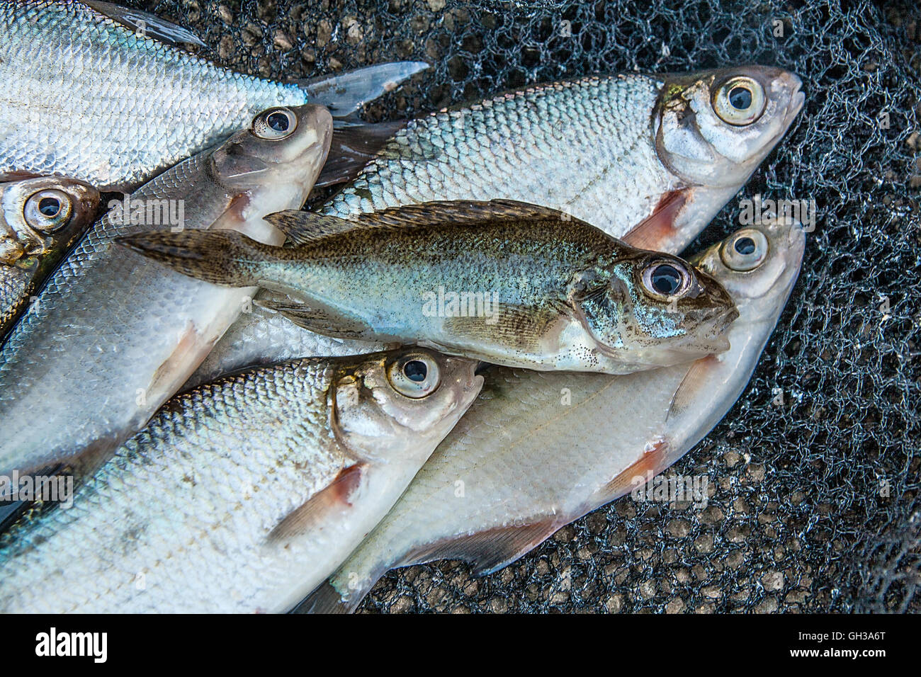Süßwasserfische, die gerade aus dem Wasser genommen werden. Einige Brassen, Plötze, eurasischen Kaulbarsch, düster Fisch und Silber Brassen oder Güster Stockfoto