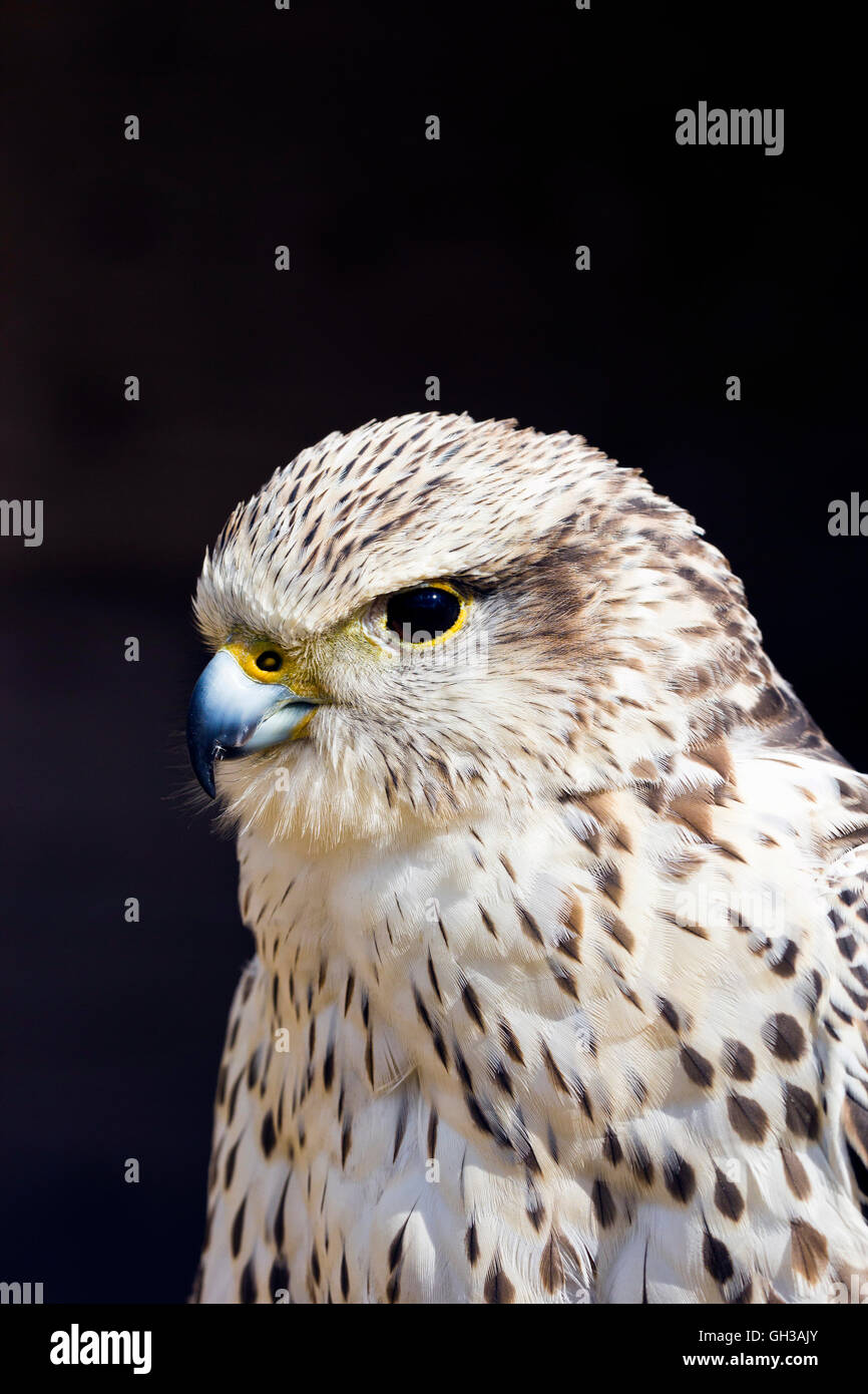 Falcon-Hybrid (Falco Rusticolus X Falco Cherrug) Stockfoto