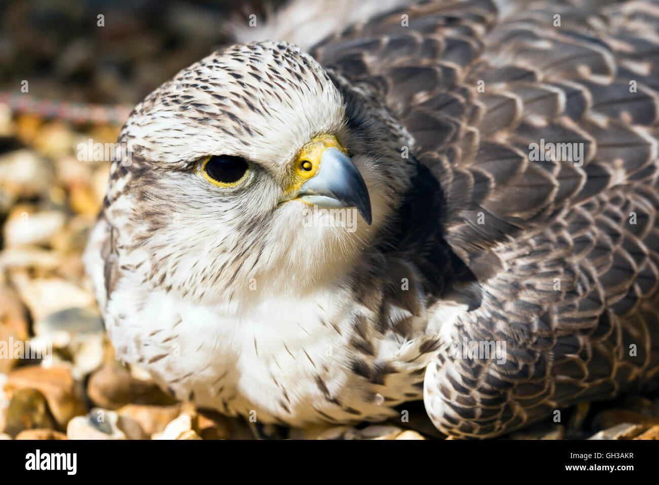 Falcon-Hybrid (Falco Rusticolus X Falco Cherrug) Stockfoto