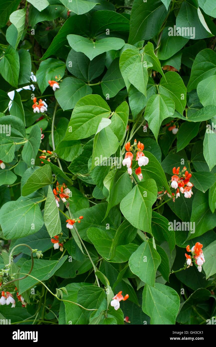 Runner Bean - Phaseolus Coccineus, rot/weiss, Blumen 'Painted Lady', Norfolk, England, Juli. Stockfoto