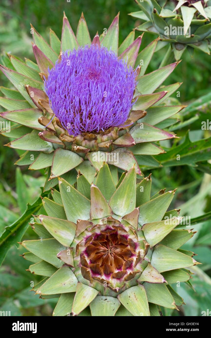 Artischocken - Cynara Scolymus, Blüte gewachsen für Dekoration, Norfolk, England, August Stockfoto