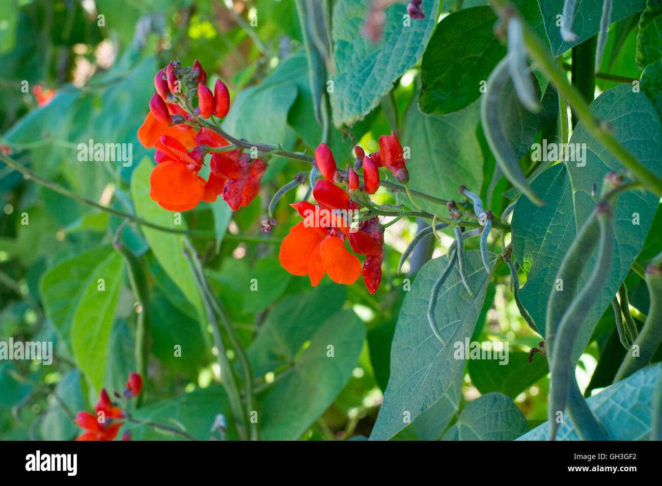 Stangenbohnen, Phaseolus Coccineus, rote Blüte "Preisträger", Norfolk, England, August Stockfoto