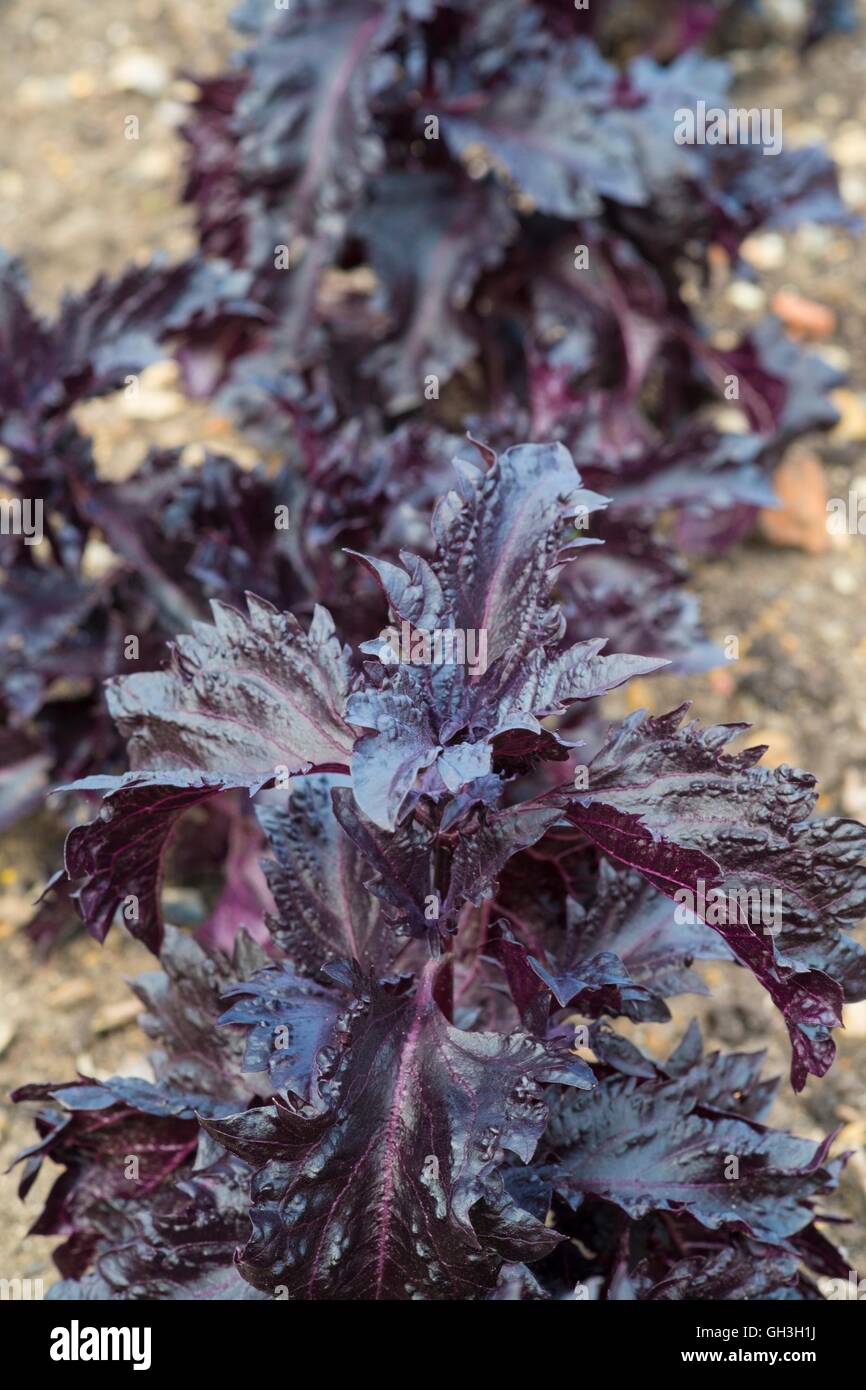 Basilikum, 'Purple Ruffles' - Ocimum Basilicum. Norfolk, England, August. Stockfoto