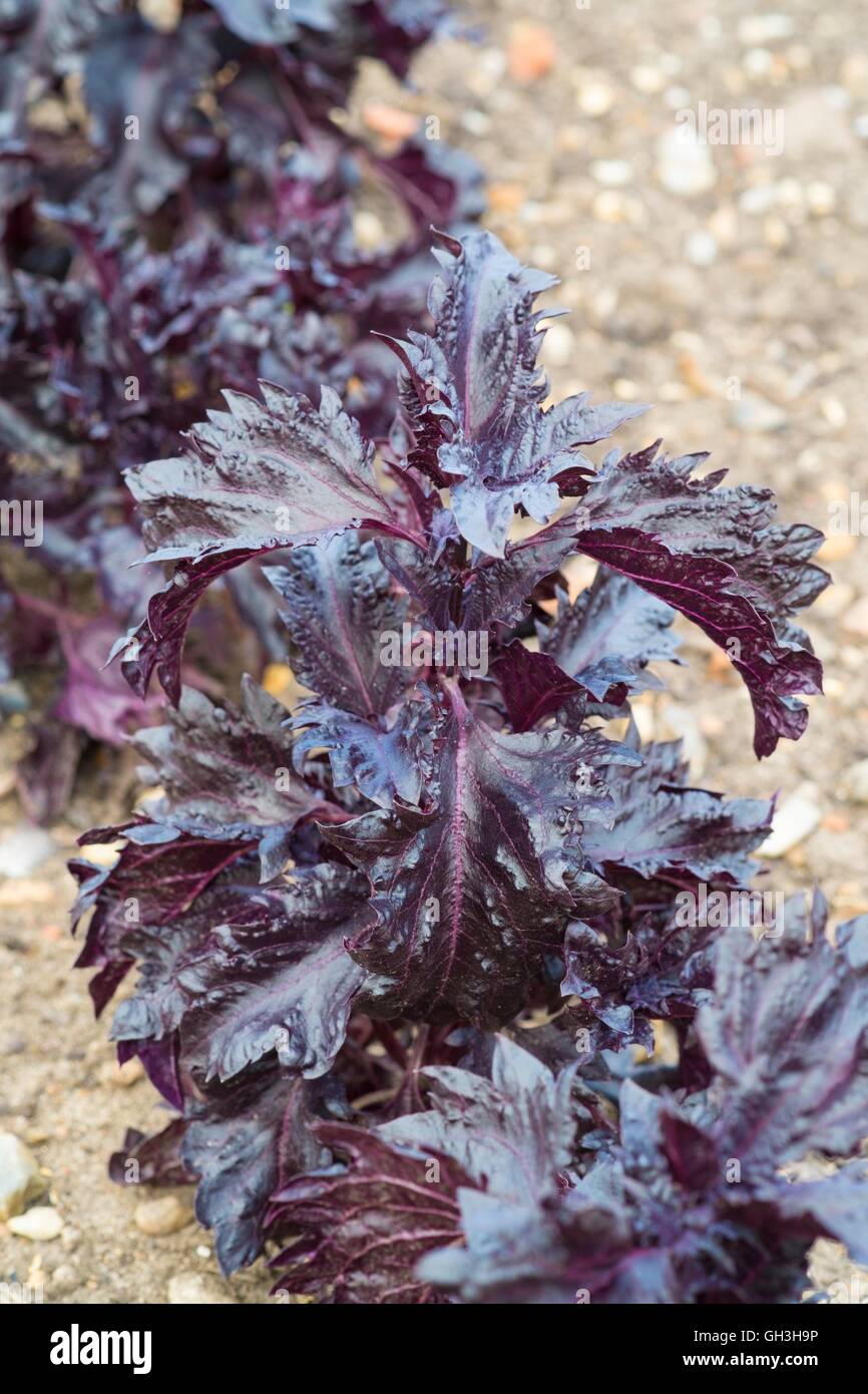 Basilikum, 'Purple Ruffles' - Ocimum Basilicum. Norfolk, England, August. Stockfoto