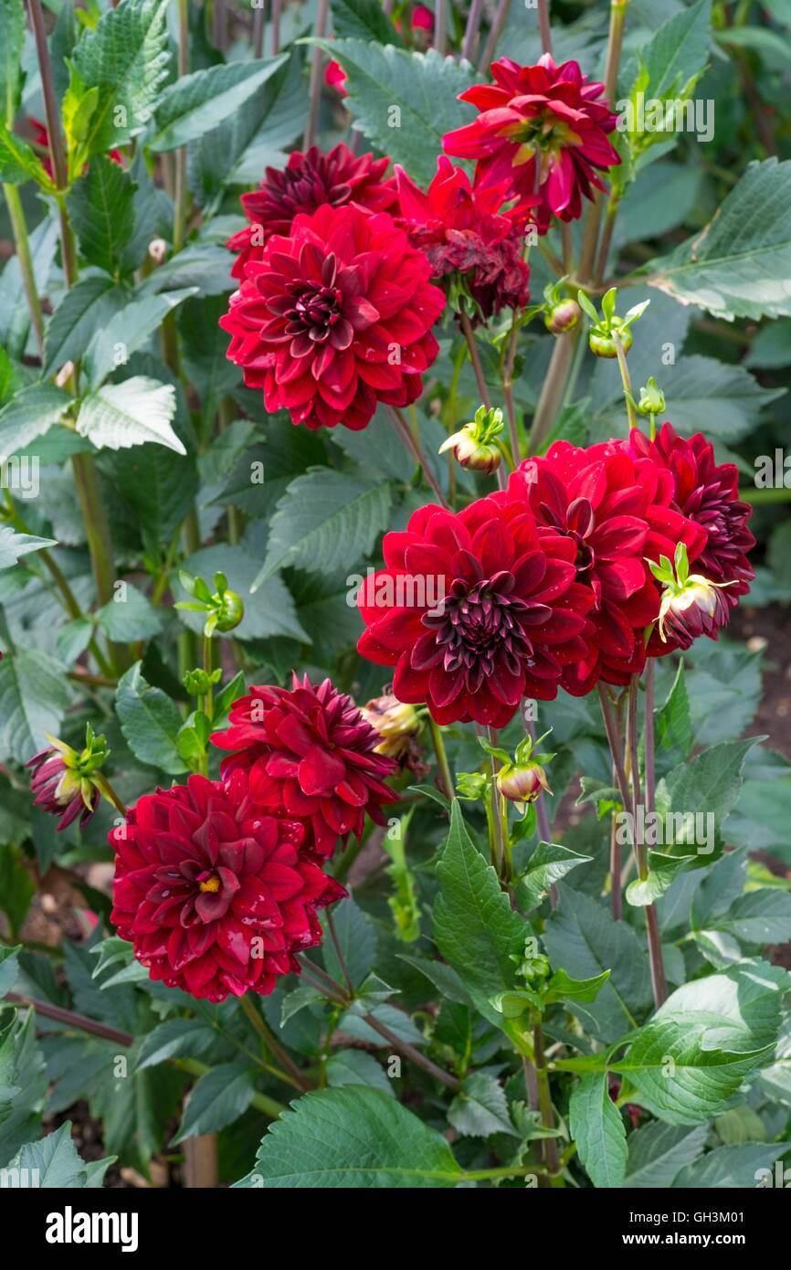 Dahlie "Arabian Night", Norfolk, England, August. Stockfoto