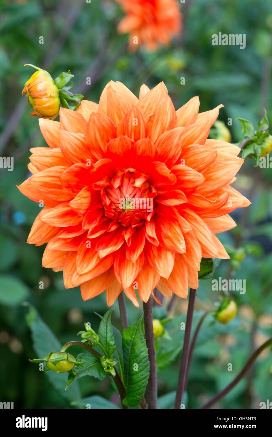 Dahlie "Frau Eileen", Norfolk, England, August. Stockfoto