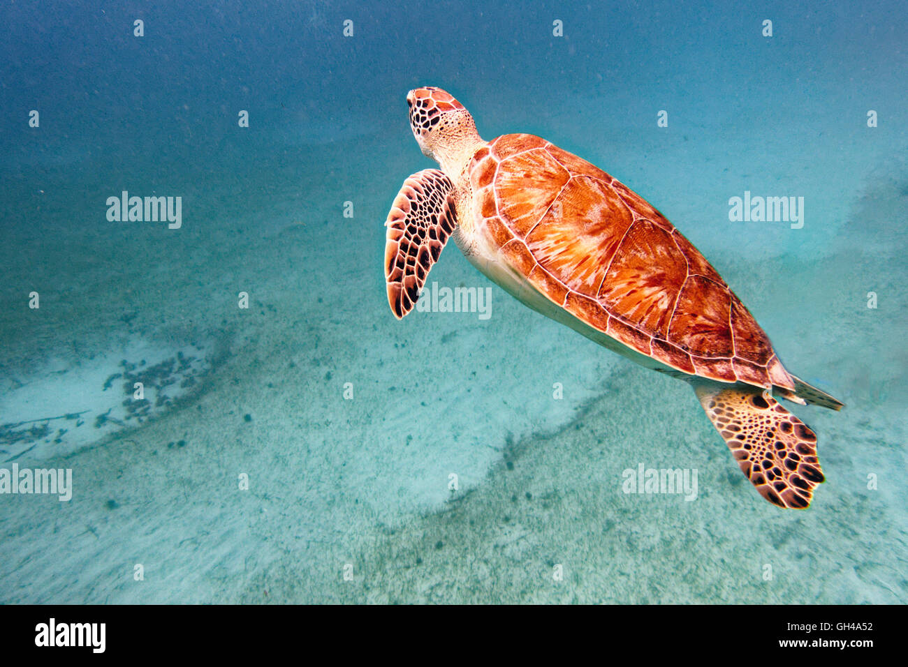 Nahaufnahme einer jungen grünen Schildkröte Schwimmen unter Wasser, Buck Island National Wildlife Refuge, St. Croix, Amerikanische Jungferninseln Stockfoto
