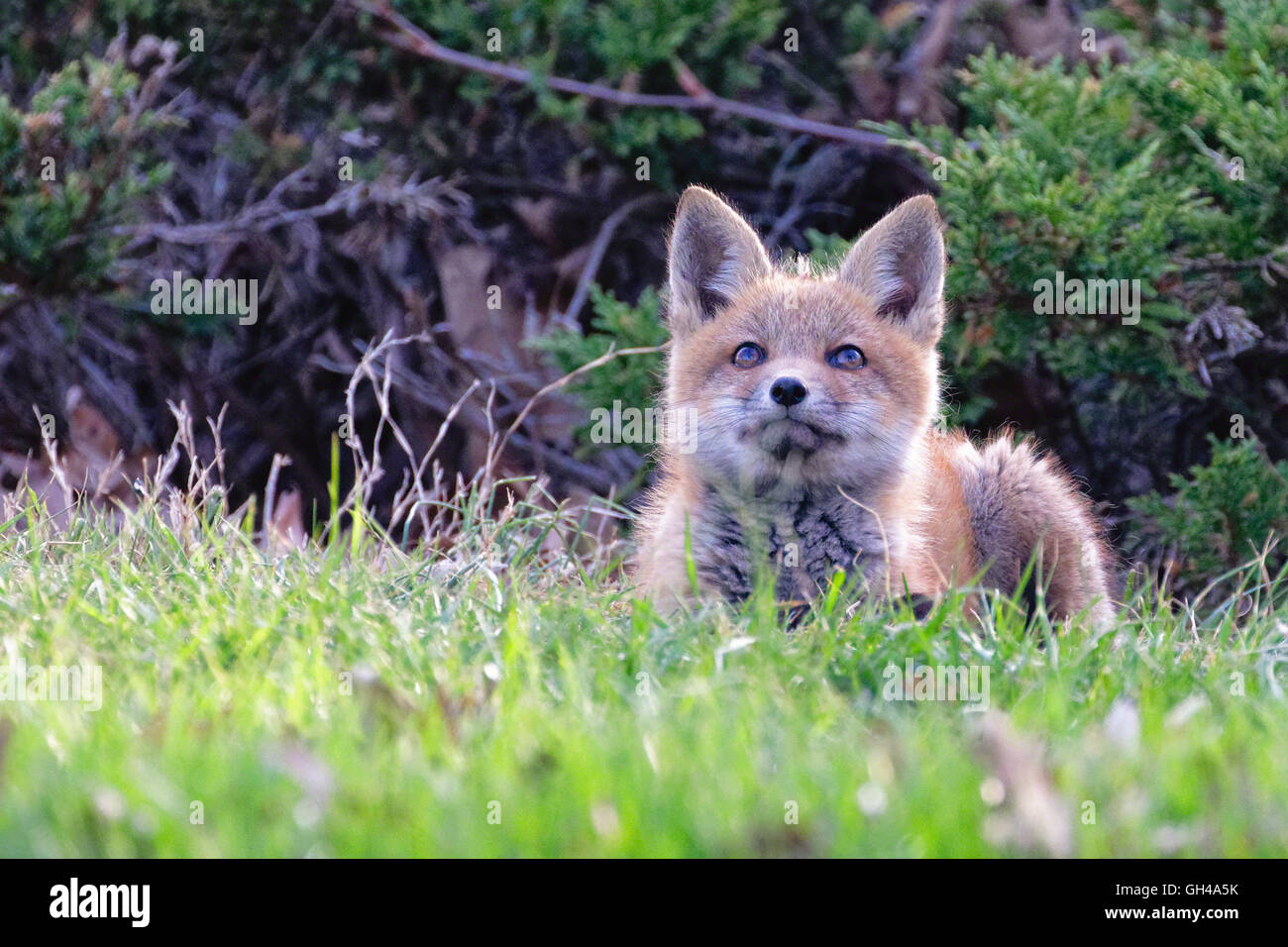 Close Up Frontalansicht eines Verlegung Rotfuchs Welpen, Hunterdon County, New Jersey Stockfoto
