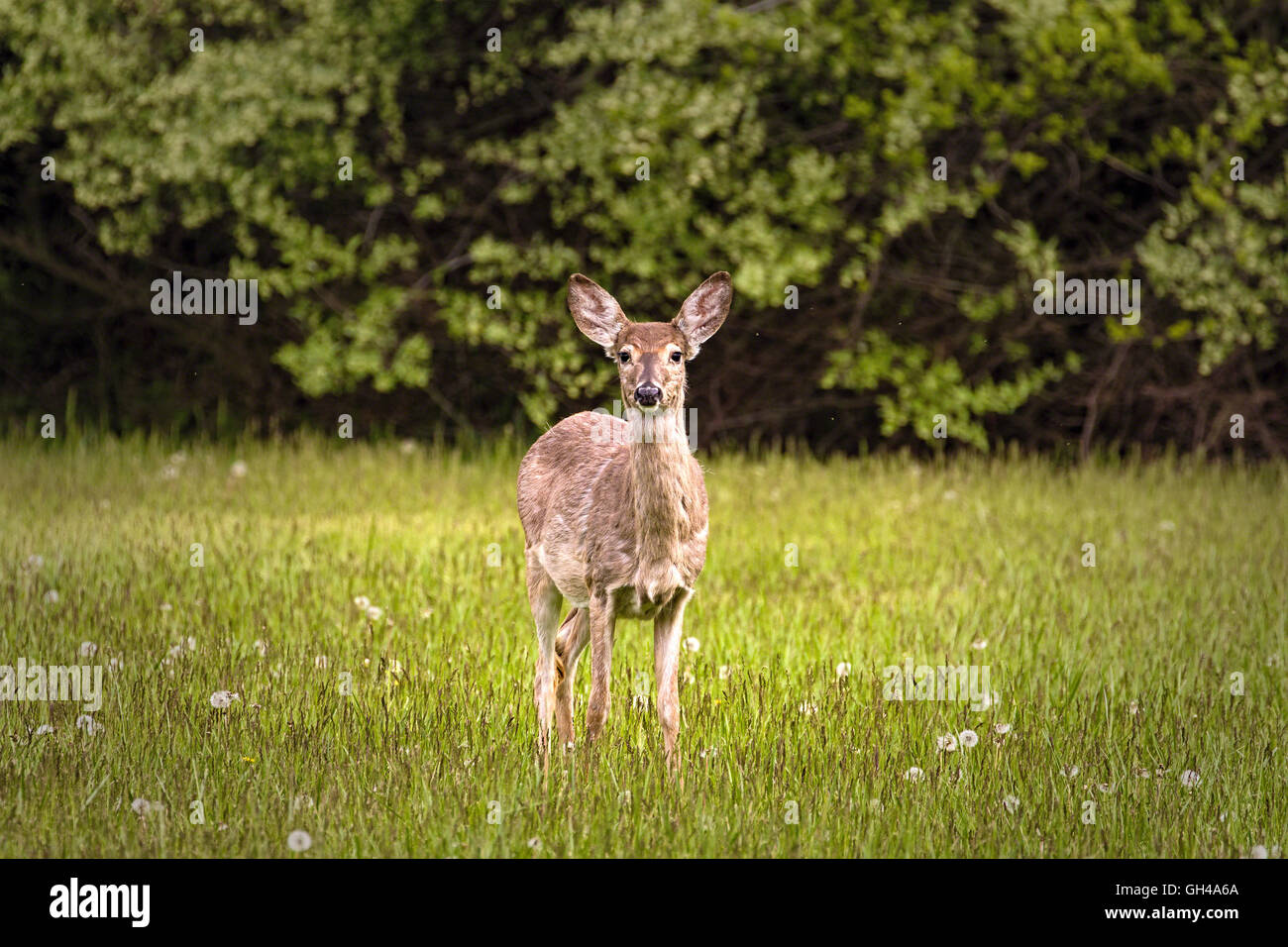Eine weiße Tailed Deer Warnung auf der Frühlingswiese, Hunterdon County, New Jersey Stockfoto