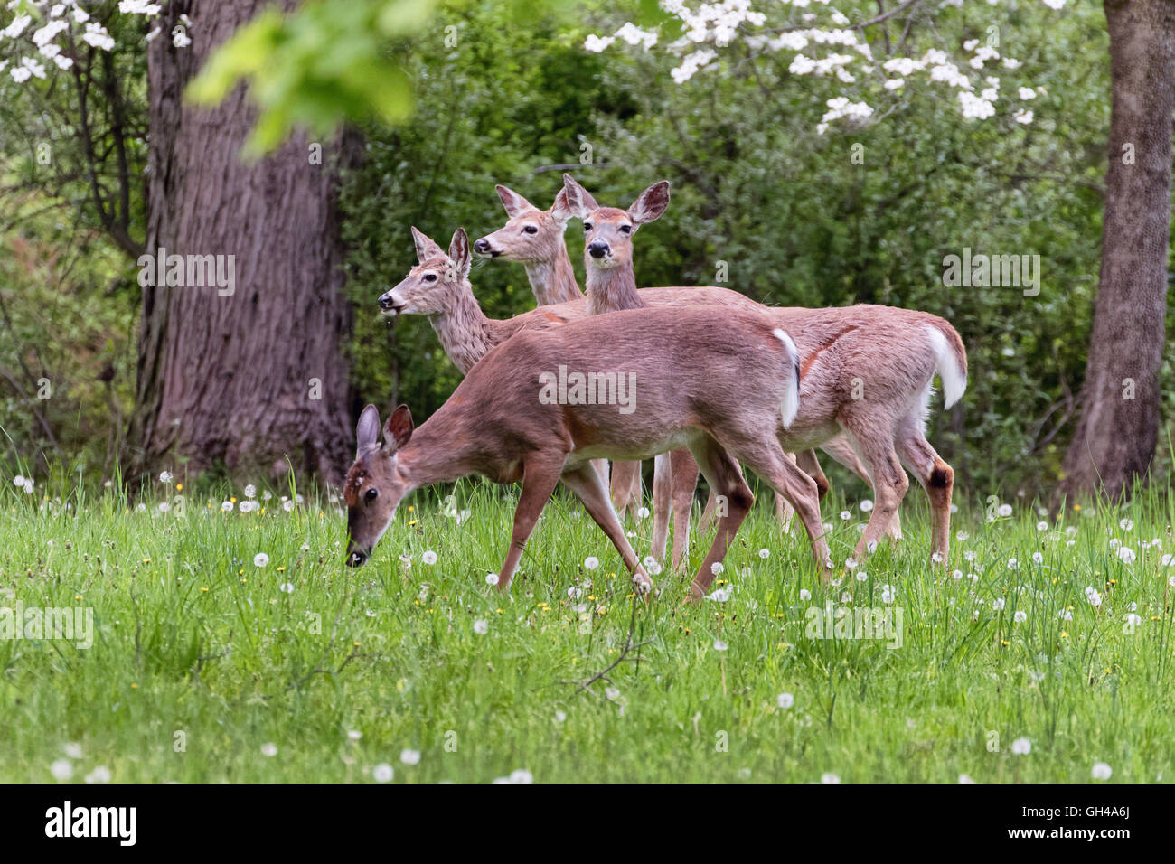 Eine Gruppe von White Tailed Deer Weiden auf den Frühling Meadoiw, Hunterdon County, New Jersey Stockfoto