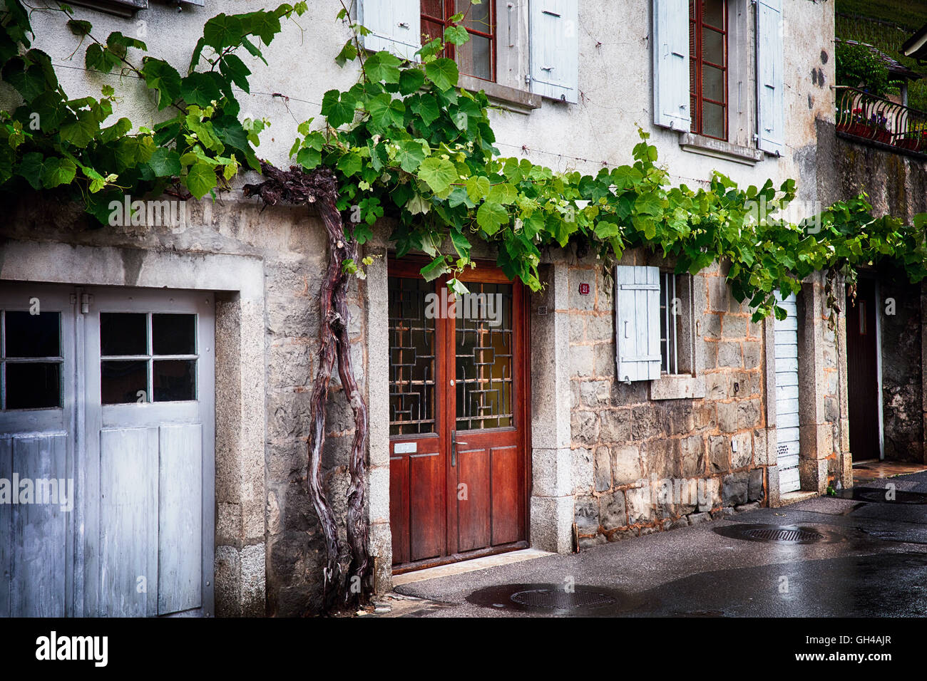 Alte Weinrebe auf eine Kellerei von Lavaux, Kanton Waadt Stockfoto