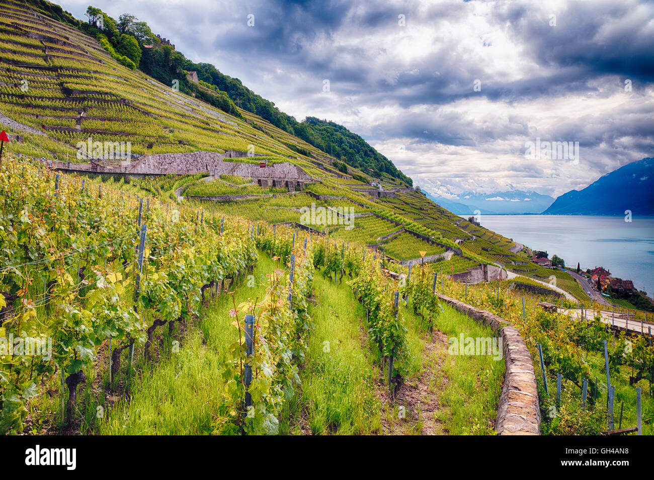 Reihe von Weinreben am Hang, Lavaux Weinberg Terrraces, Genfer See, Kanton Waadt, Schweiz Stockfoto