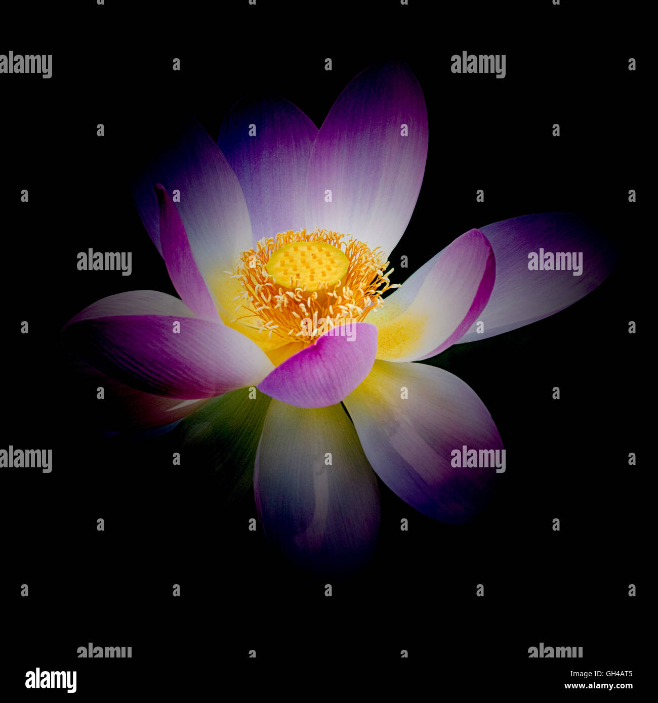 Nahaufnahme einer blühenden Lotus-Blume auf einem dunklen Hintergrund Stockfoto