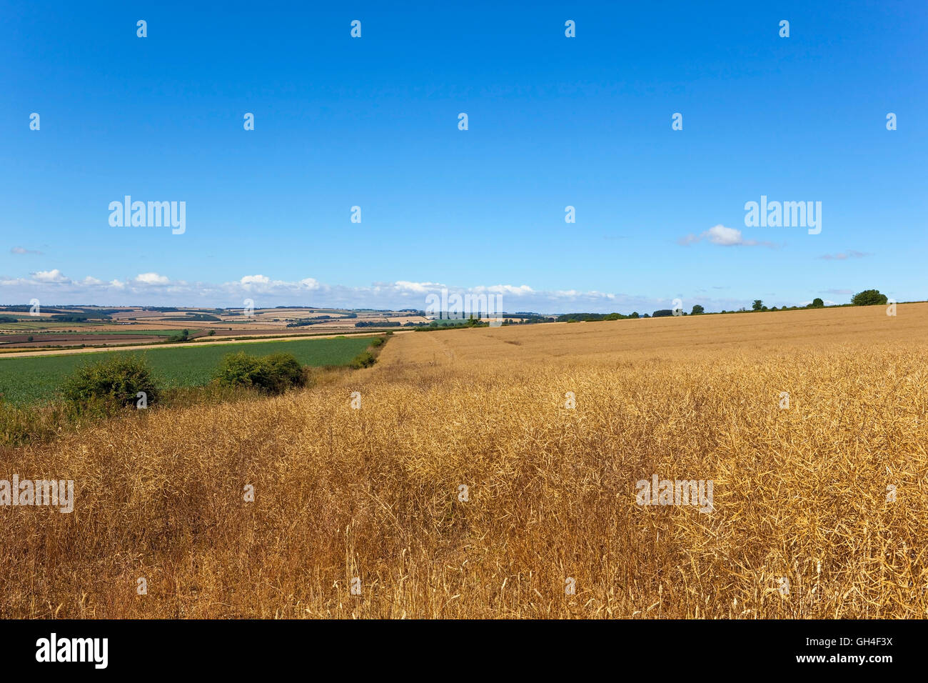 Goldene Raps Ernte mit Patchwork-Feldern unter einem strahlend blauen Himmel über die Yorkshire Wolds im Sommer. Stockfoto