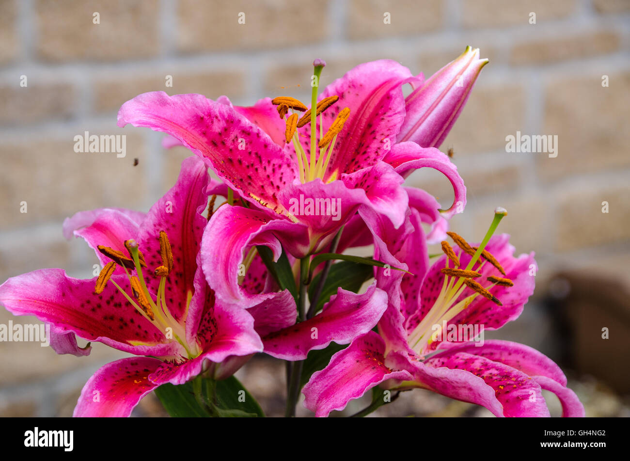 Bilder von Flora Wachstum lokalen mir 7. August 2016 Stockfoto