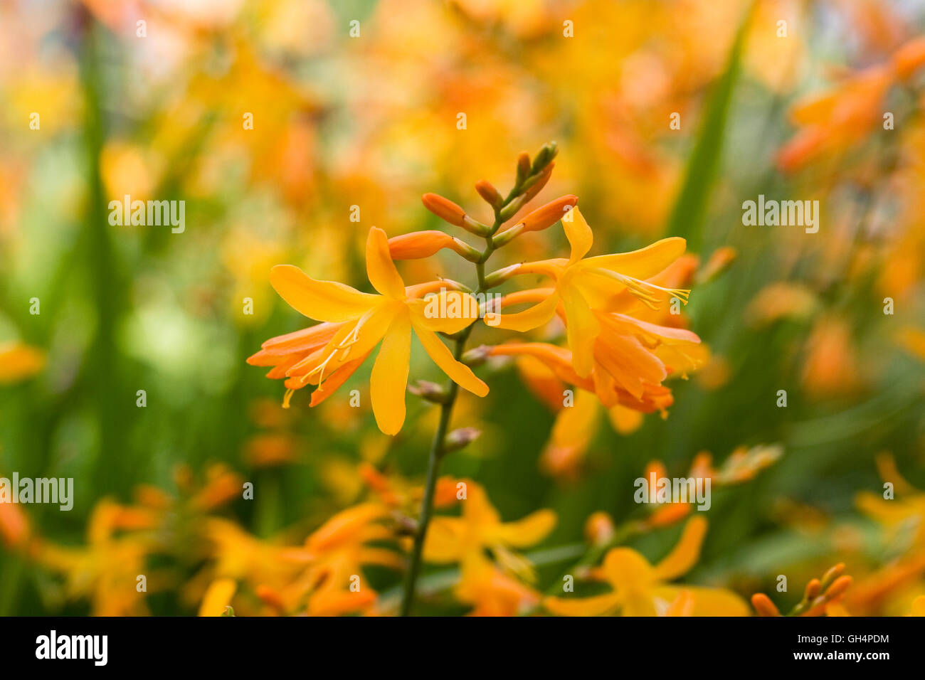 Crocosmia x Crocosmiiflora 'Coleton Fishacre' Blumen. Stockfoto